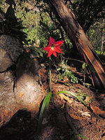 Hippeastrum puniceum, Aguas Calientes, Cuzco, Peru