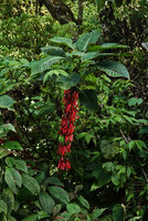 Hoffmannia cauliflora, a monocaulous and cauliflorous shrub in cloud forest understory, Mirador Rey Tepepul, Lake Atitlan, Guatemala