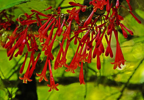 Hoffmannia cauliflora, cauliflorous inflorescences, Mirador Rey Tepepul, Lake Atitlan, Guatemala