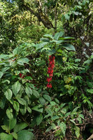 Hoffmannia cauliflora, flowering as a monocaulous shrub in cloud forest understory, Mirador Rey Tepepul, Lake Atitlan, Guatemala