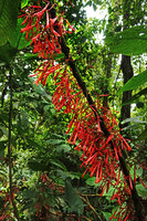 Hoffmannia cauliflora, flowering as a monocaulous shrub in forest understory, Mirador Rey Tepepul, Lake Atitlan, Guatemala