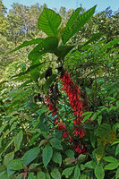 Hoffmannia cauliflora, Lake Atitlan, Guatemala