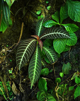 Hoffmannia ghiesbreghtii on vertical earth bank, Cubilhuitz, Alta Verapaz, Guatemala
