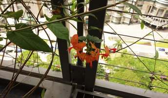 Holmskioldia sanguinea blooming at Le Nouvel, Kuala Lumpur