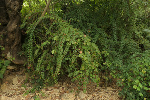 Holmskioldia sanguinea in natural habitat, Inle Lake area, Myanmar