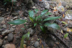 Holochlamys beccarii among pebbles close to river bed, War Inkabom Waterfall, Batanta, Raja Ampat, Southwest Papua