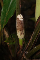 Holochlamys beccarii, inflorescence, War Inkabom Waterfall, Batanta, Raja Ampat, Southwest Papua