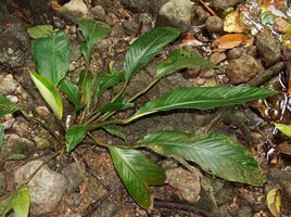 Holochlamys beccarii, leaves and inflorescence, War Inkabom Waterfall, Batanta, Raja Ampat, Southwest Papua