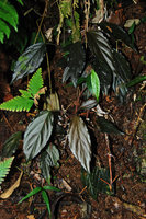 Homalomena humilis, blackish individuals, vertical earth slope, Maxwell Hill, Malaysia
