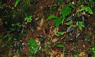 Homalomena humilis, population of blackish individuals, vertical earth slope, Maxwell Hill, Malaysia