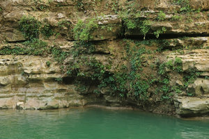 Homalomena consobrina, dense rheophytic population along the river, Sri Gethuk waterfall, Gunung Kidul, Java