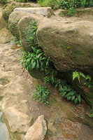 Homalomena consobrina, rheophytic population on verticallimestone rocks along the river, Sri Gethuk waterfall, Gunung Kidul, Java