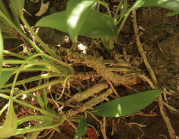 Homalomena consobrina, stems creeping on the rocks, Pacitan, Java