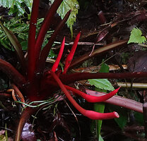 Homalomena producta, bright red inflorescences, Kwau, Arfak Mts, 1600 m asl, West Papua