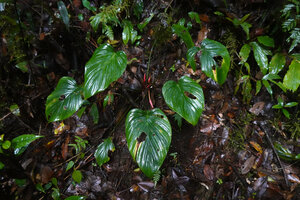 Homalomena producta leaves and inflorescences, Kwau, Arfak Mts, 1600 m asl, West Papua