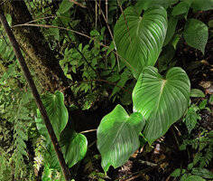 Homalomena producta, leaves, Kwau, Arfak Mts, 1600 m asl, West Papua