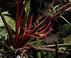 Homalomena producta, multiple red inflorescences backward recurved, Kwau, Arfak Mts, 1600 m asl, West Papua