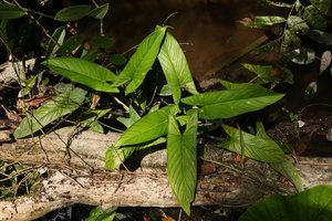 Homalomena rostrata in its swampy habitat, Bukit Panchor, Penang, Malaysia