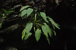 Homalomena sp. on a vertical shaded cliff, Ulu Temburong, Brunei, Borneo