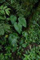 Homalomena sp, Imbu Rano, Kolombangara, Solomon Islands