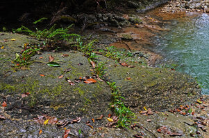 Homalomena stollei and Thelypteris cataractorum in cracks of limestone slabs, War Inkabom Waterfall, Batanta, Southwest Papua