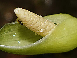 Homalomena stollei, apical portion of spadix with congested male flowers, War Inkabom Waterfall, Batanta, Raja Ampat, Southwest Papua