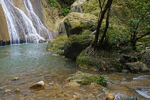 Homalomena stollei as an emersed rheophyte on rock at the base of the waterfall,  War Inkabom, Batanta, Raja Ampat, Southwest Papua