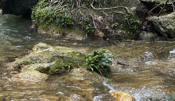 Homalomena stollei, a tufted individual fixed to a rock in fast flowing water, a characteristic rheophytic habitat, War Inkabom Waterfall, Batanta, Raja Ampat, Southwest Papua