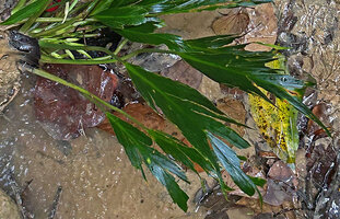 Homalomena stollei, deeply lacerated leaves due to flash floods but exhibiting perfect healing along the tears, War Inkabom Waterfall, Batanta, Raja Ampat, Southwest Papua