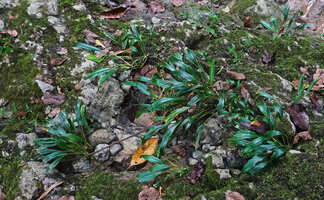 Homalomena stollei, individuals with leaves longwise teared during flash floods, War Inkabom Waterfall, Batanta, Raja Ampat, Southwest Papua