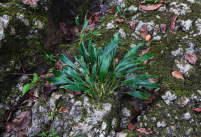 Homalomena stollei, large cespitose individual, War Inkabom Waterfall, Batanta, Raja Ampat, Southwest Papua