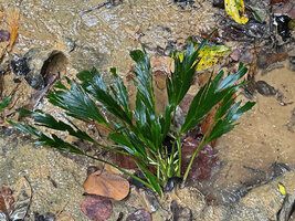 Homalomena stollei, leaves deeply teared due to recurrent flash floods, a resultant structure characteristic of rheophytic species, War Inkabom Waterfall, Batanta, Raja Ampat, Southwest Papua