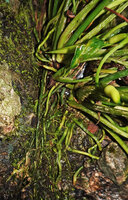 Homalomena stollei, numerous adventitious roots firmly fixing the base of the plant to the rocks, War Inkabom Waterfall, Batanta, Raja Ampat, Southwest Papua