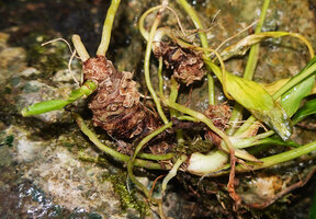 Homalomena stollei, partly uprooted base due to strong currents producing new offshoots, War Inkabom Waterfall, Batanta, Raja Ampat, Southwest Papua