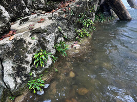 Homalomena stollei, population on a vertical limestone outcrop exhibiting perfect regeneration from seedlings to adult individuals, War Inkabom Waterfall, Batanta, Raja Ampat, Southwest Papua