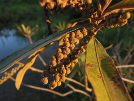 Homonoia riparia in the Mekong river, capsular tricoccous fruits, Jinghong city, Xishuangbanna, China