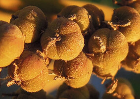 Homonoia riparia in the Mekong river, capsular tricoccous hairy fruits, Jinghong city, Xishuangbanna, China