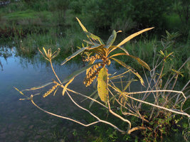 Homonoia riparia in the Mekong river, fruiting branch, Jinghong city, Xishuangbanna, China