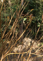 Homonoia riparia, new leafy shoots produced at the beginning of the dry season, in late november, Sri Dit waterfall, Khao Kho, Phetchabun, Thailand