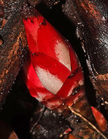 Hornstedtia scottiana, imbricated successive bracts, red at the periphery and white in the center, Sepa, 500 m asl, Seram, Moluccas