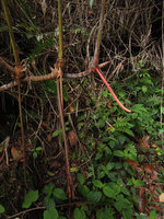 Hornstedtia scyphifera, sympodial rhizome maintained above the soil by long rigid adventitious roots, Fraser's Hill, Malaysia