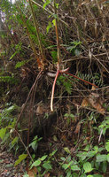 Hornstedtia scyphifera, sympodial rhizome maintained above the soil by long rigid adventitious roots, front view, Fraser's Hill, Malaysia