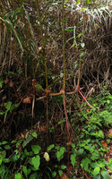 Hornstedtia scyphifera, sympodial rhizome maintained well above the soil by long rigid adventitious roots, Fraser's Hill, Malaysia