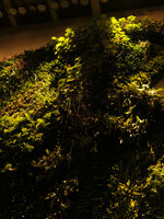 Hotel Icon Vertical Garden, Philodendron xanadu with long hanging roots at the top, Hong Kong