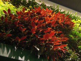 Hotel Icon Vertical Garden, transparency through the red Begonia leaves, Hong Kong