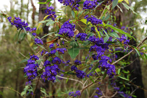 Hovea elliptica in forest understorey, Margaret River, Australie