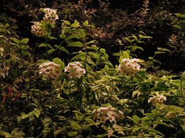 Hoya bella, the Porcelain Flower on the Vertical Garden, Sofitel Palm Jumeirah, Dubai