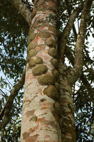 Hoya imbricata climbing along a tree trunk, Tomohon, North Sulawesi