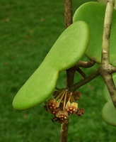 Hoya kerrii, Pak Chom, Loei, Thailand