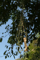 Hoya sp.,  hanging stems, Putao, Kachin, Myanmar